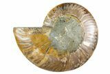 Cut & Polished Ammonite Fossil (Half) - Madagascar #345981-1